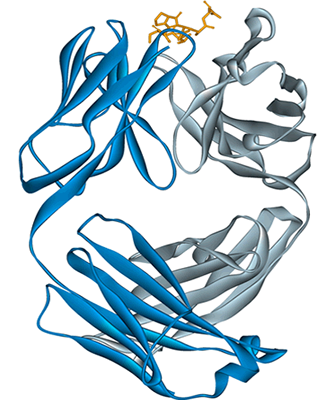 3D representation of the active ingredient's molecular structure