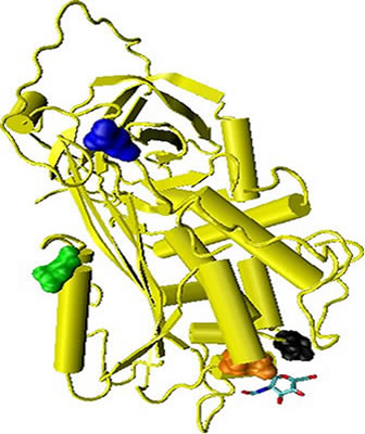 3D representation of the active ingredient's molecular structure