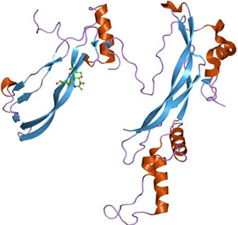 3D representation of the active ingredient's molecular structure